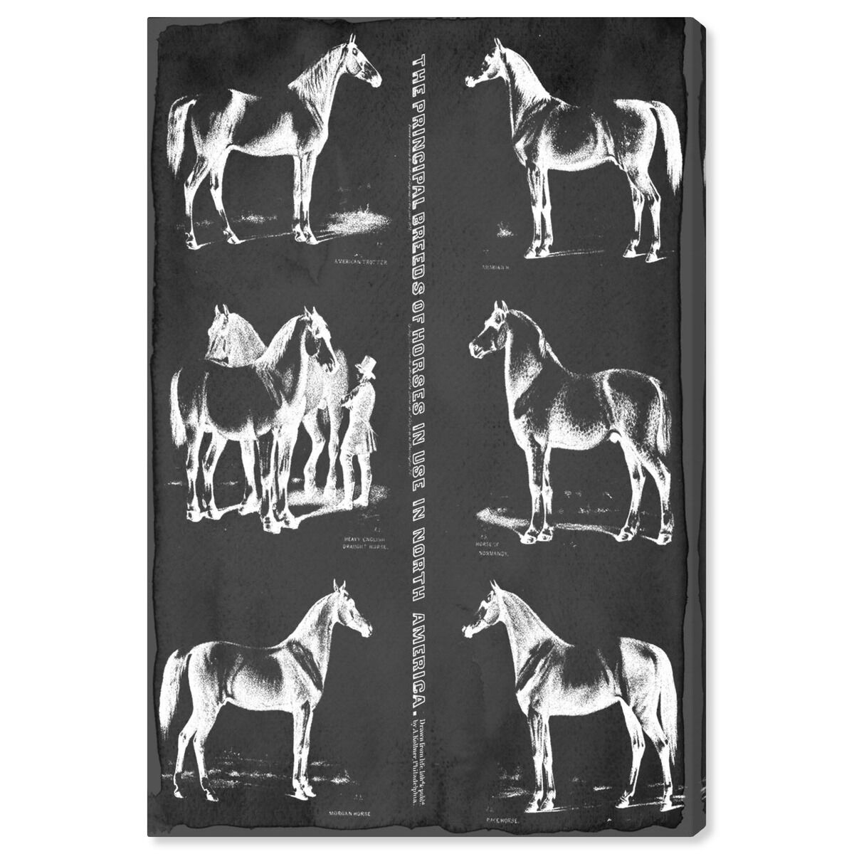 Principal Horse Breeds