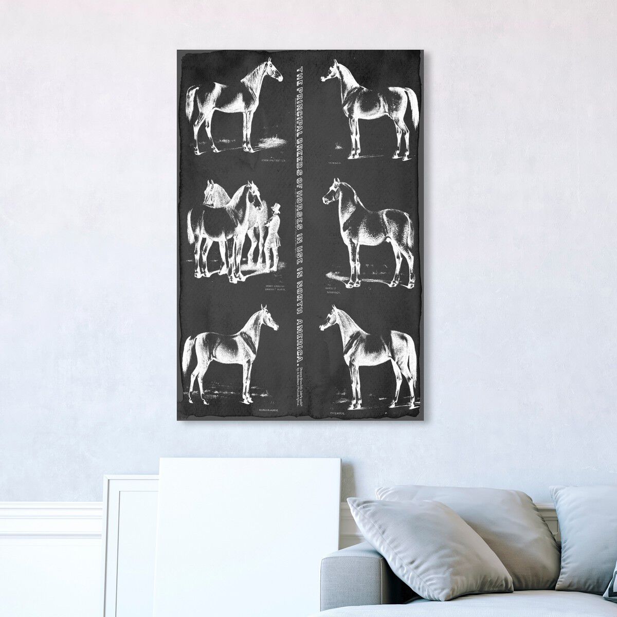 Principal Horse Breeds