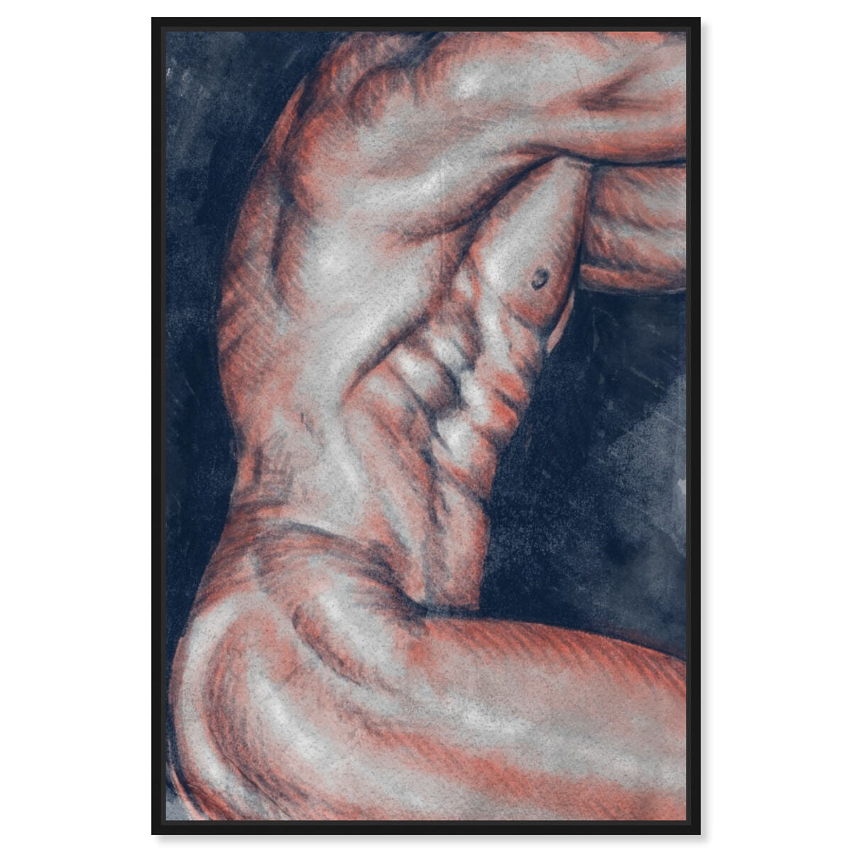 Musculature
