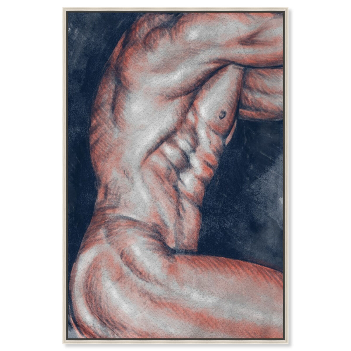 Musculature