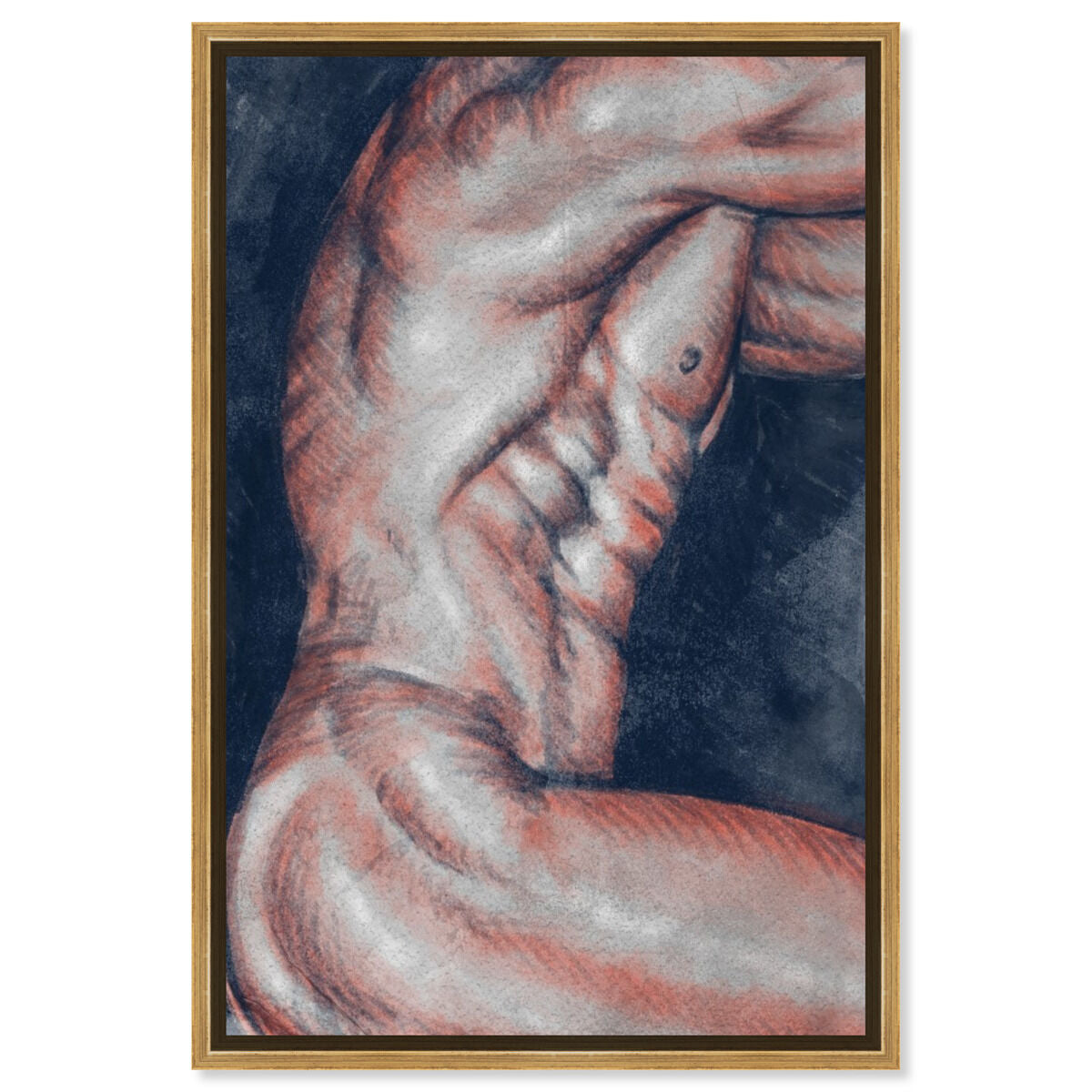 Musculature