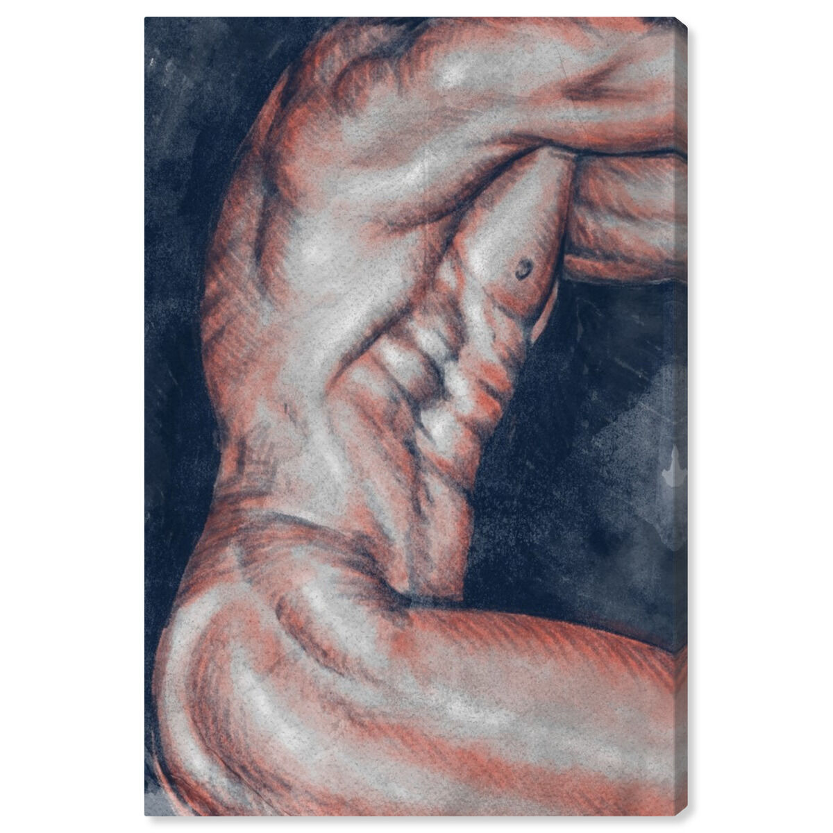 Musculature