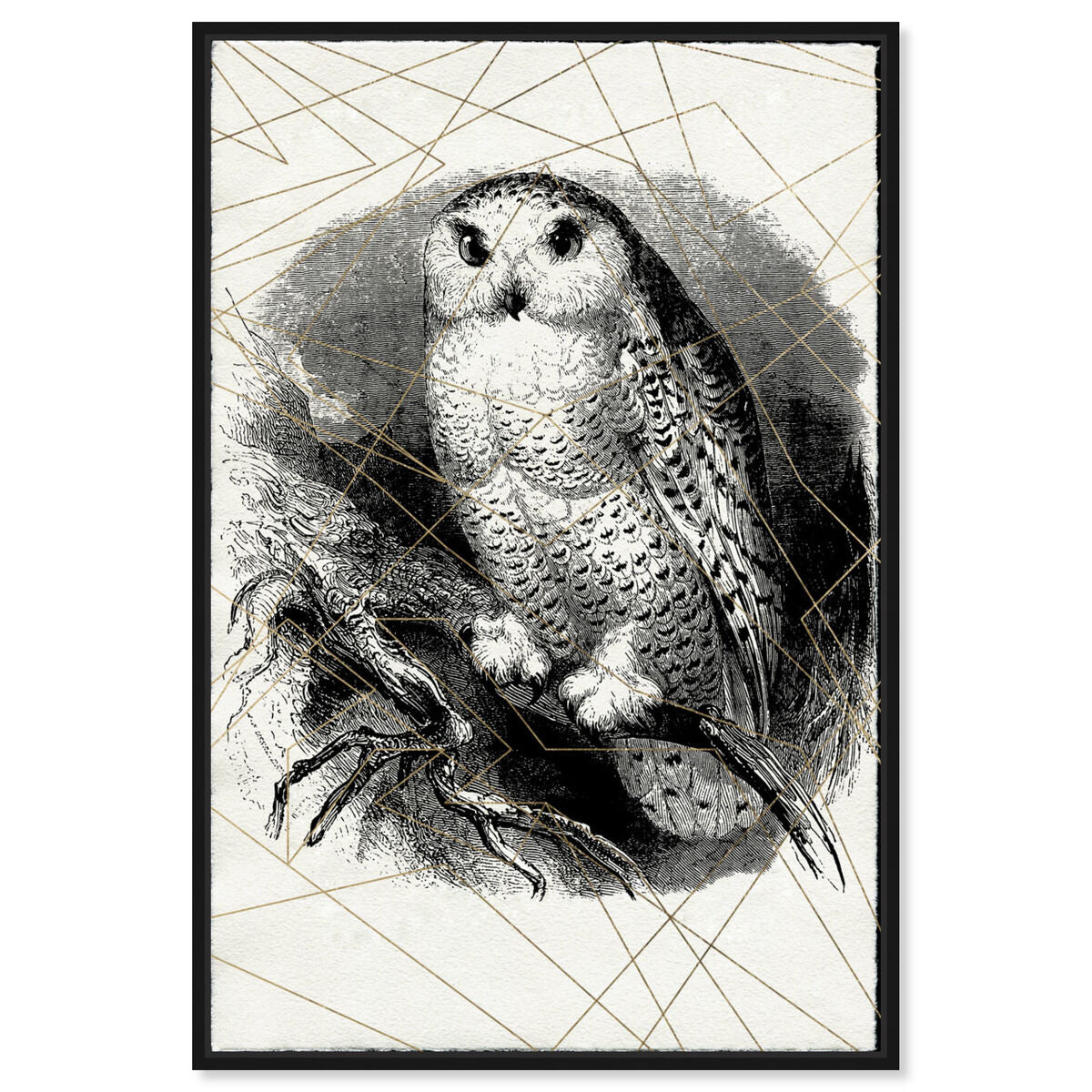 Owl Print
