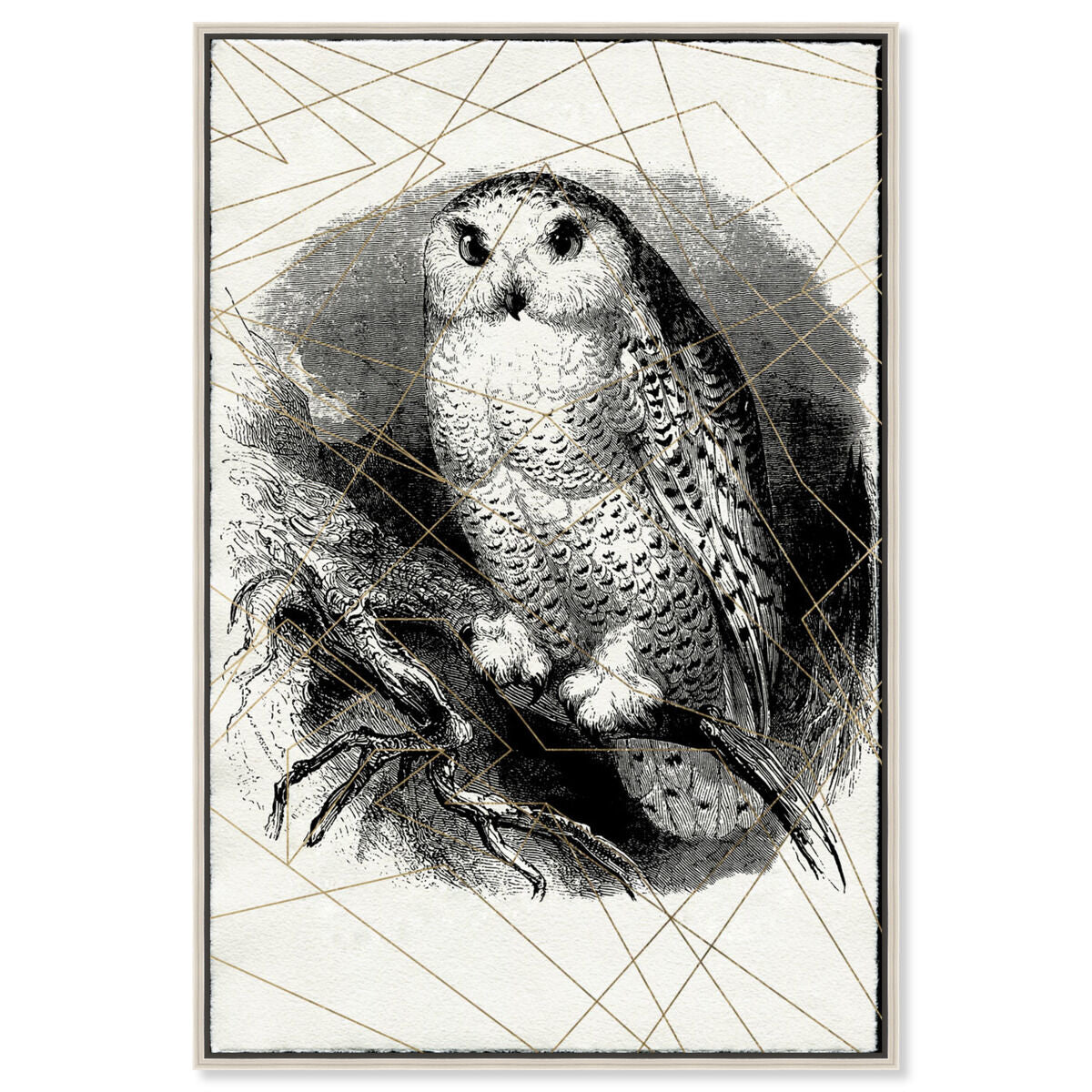 Owl Print