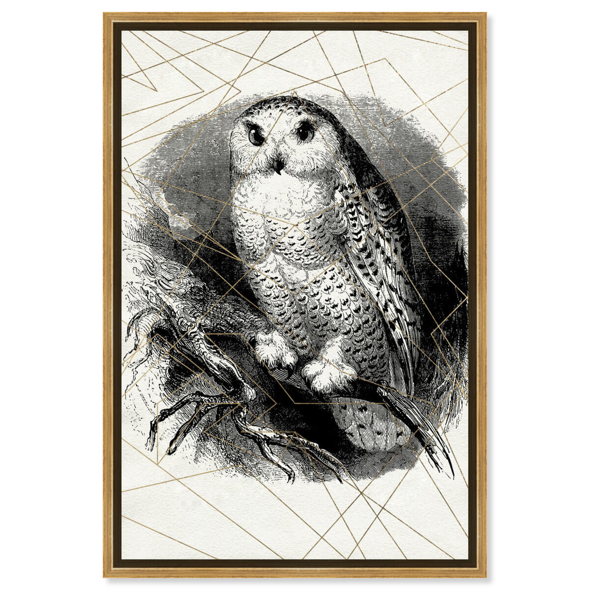 Owl Print