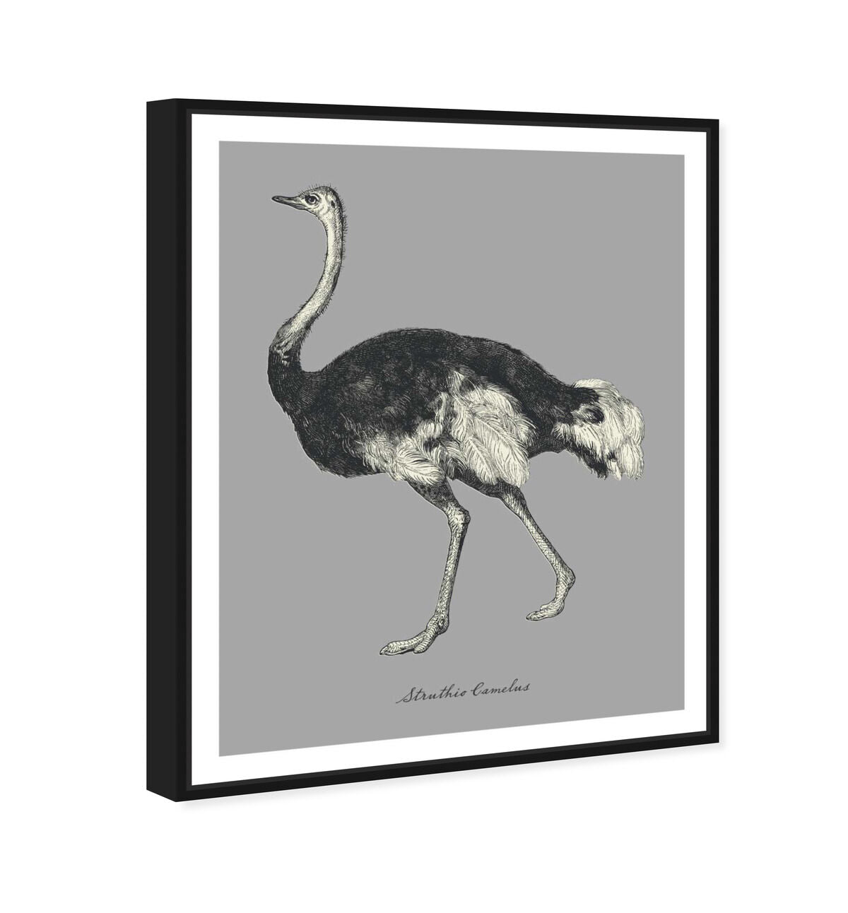 36x45/Framed Canvas/BFL