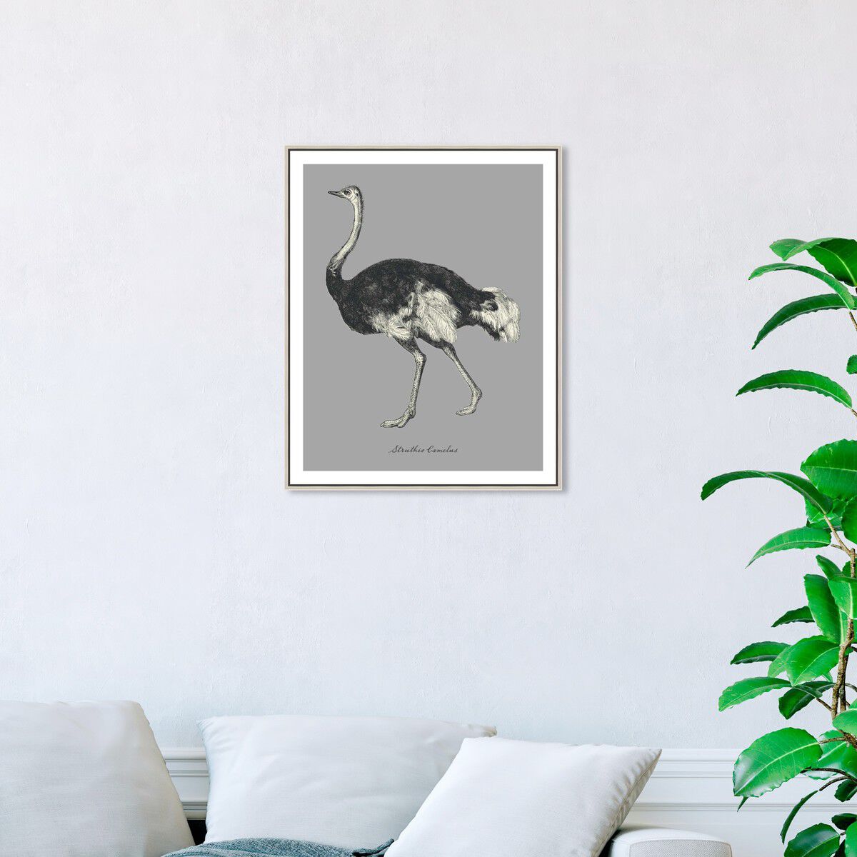 36x45/Framed Canvas/CFL