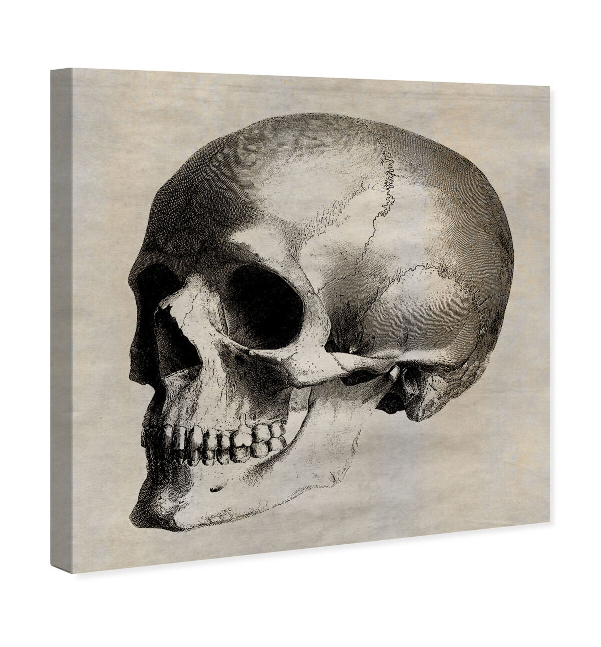 Skull Side – Oliver Gal
