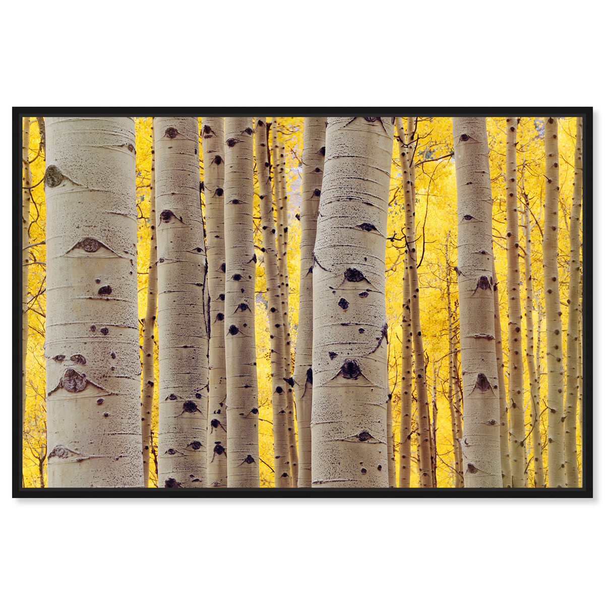 54x36/Canvas/BFL