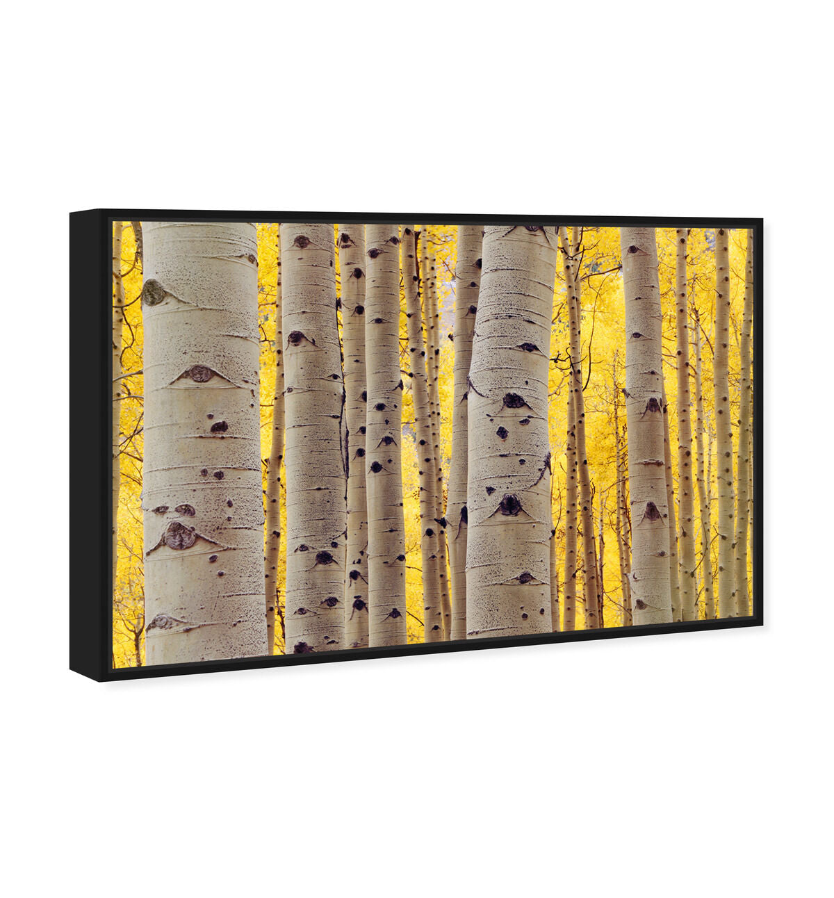 54x36/Canvas/BFL
