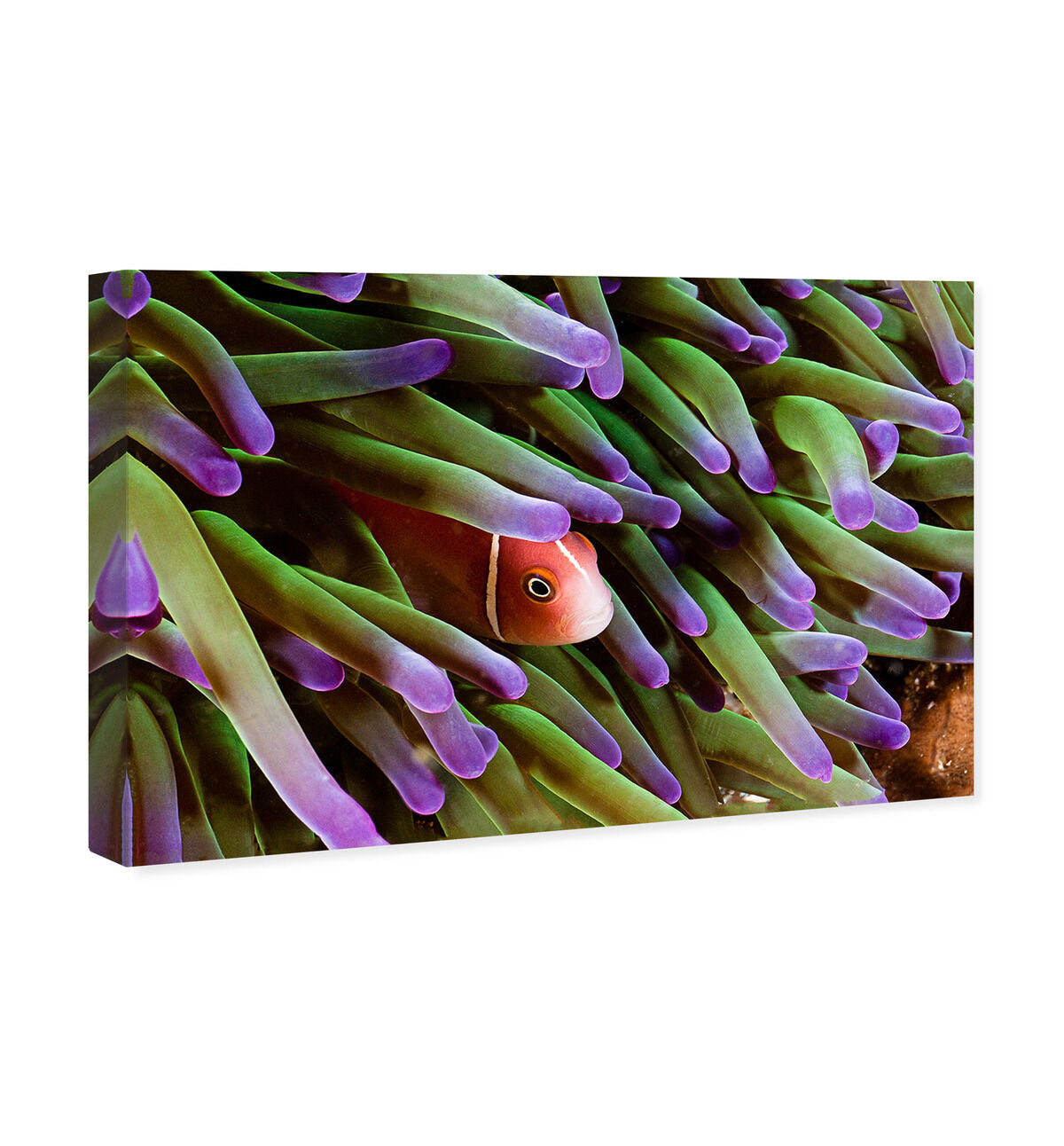 54x36/Canvas/XHD