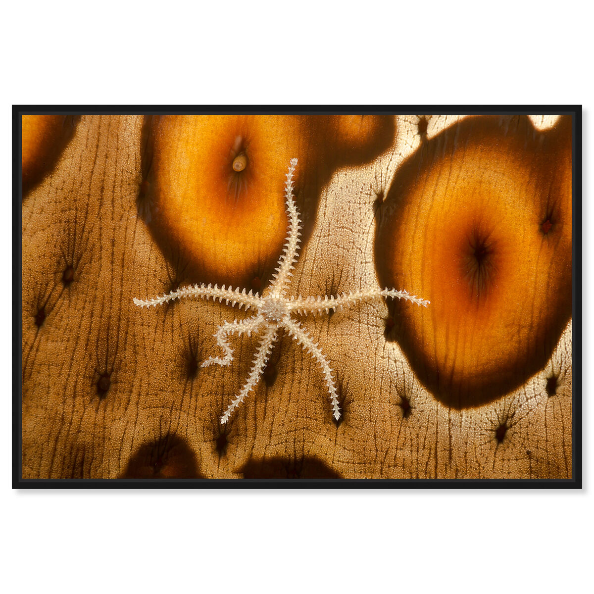54x36/Framed Canvas/BFL
