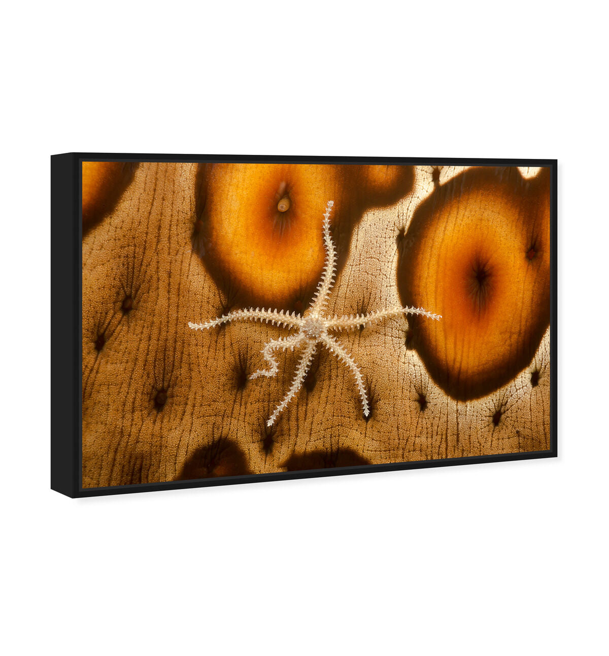 54x36/Framed Canvas/BFL