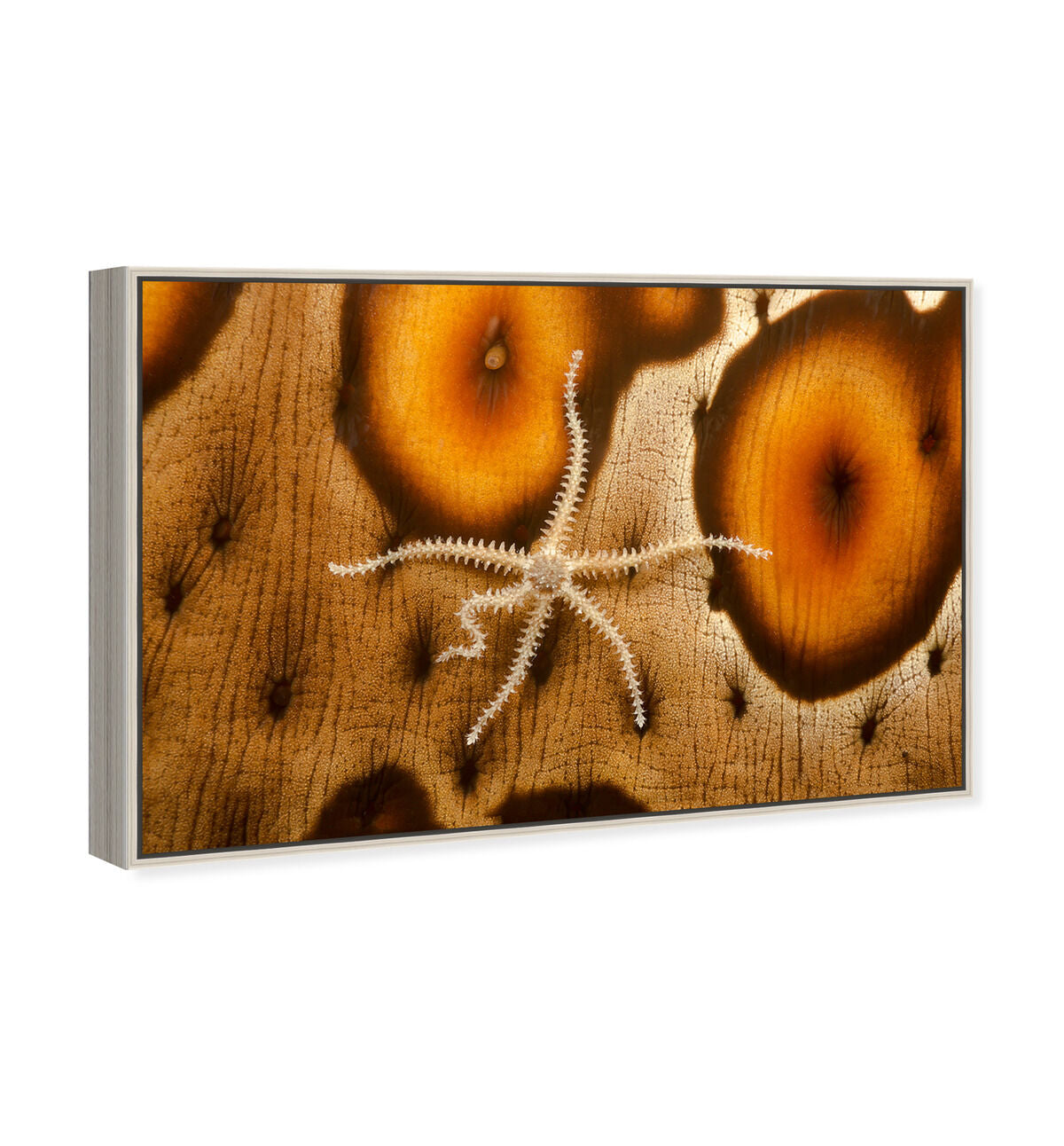 54x36/Framed Canvas/CFL