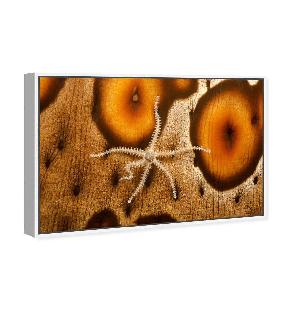 54x36/Framed Canvas/WFL