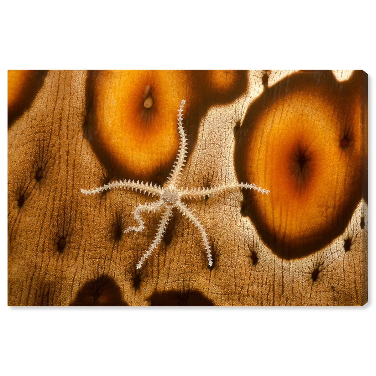 54x36/Canvas/XHD