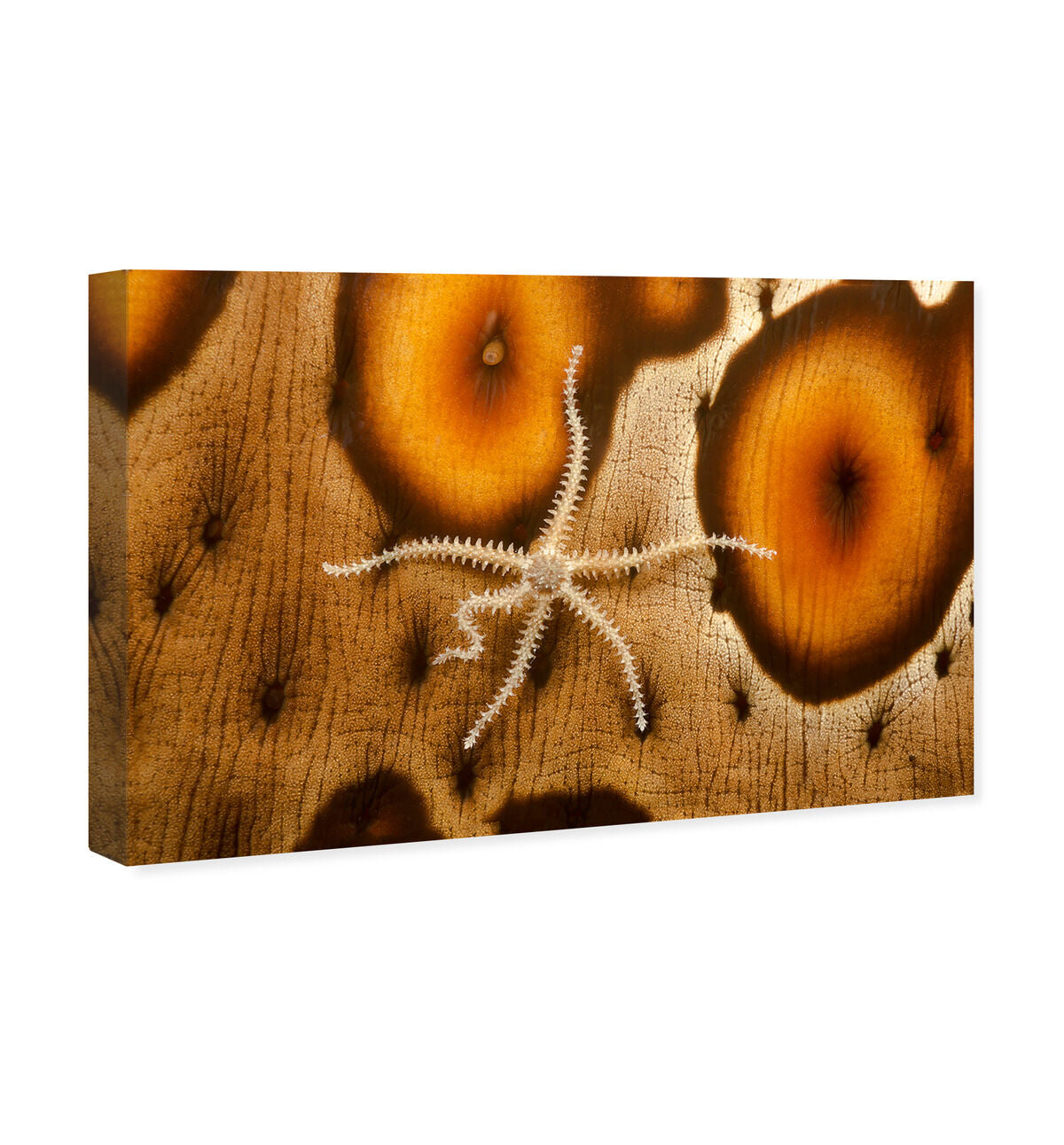 54x36/Canvas/XHD