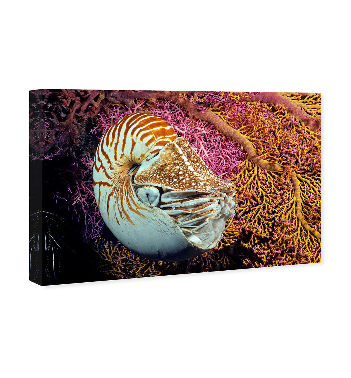 54x36/Canvas/XHD