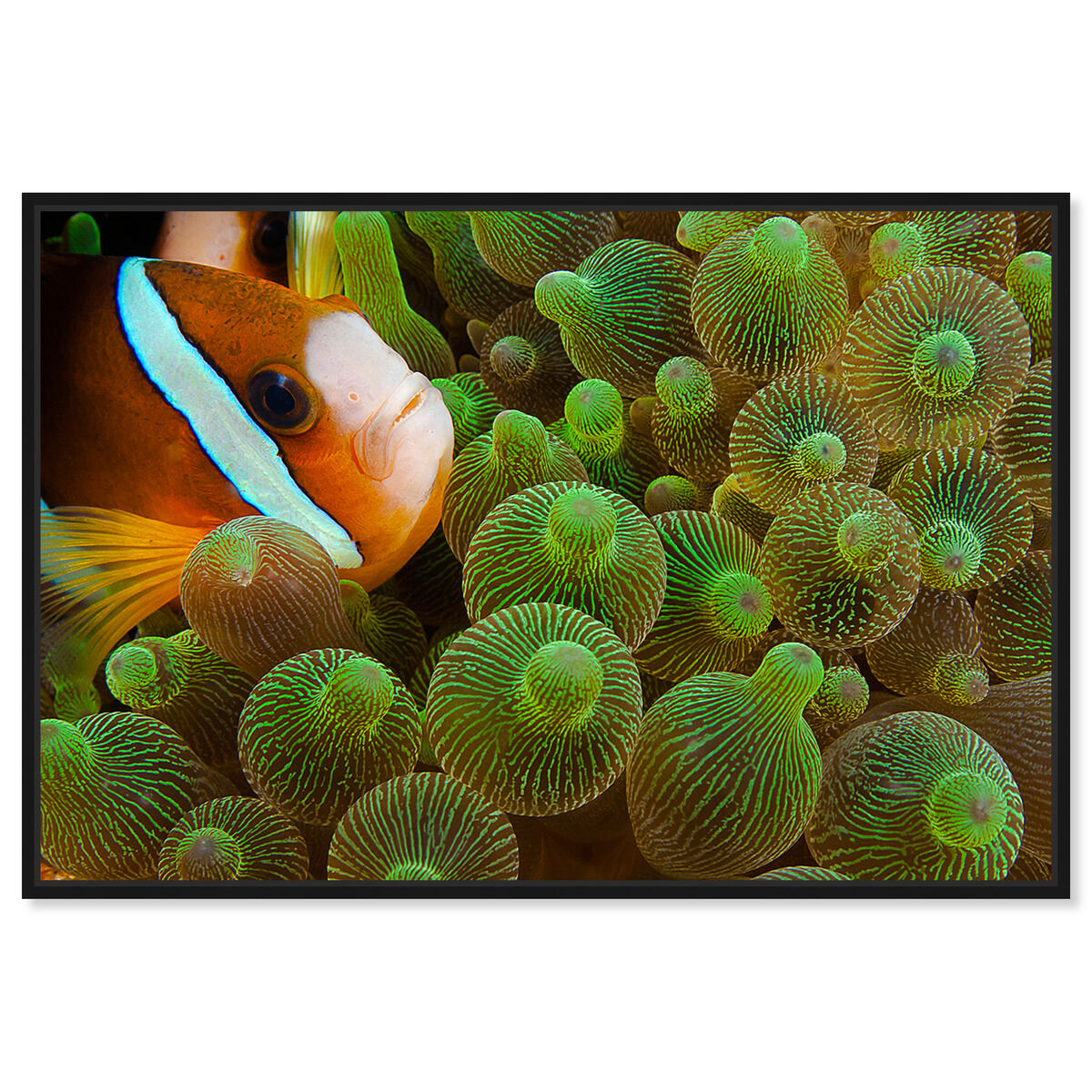 54x36/Framed Canvas/BFL