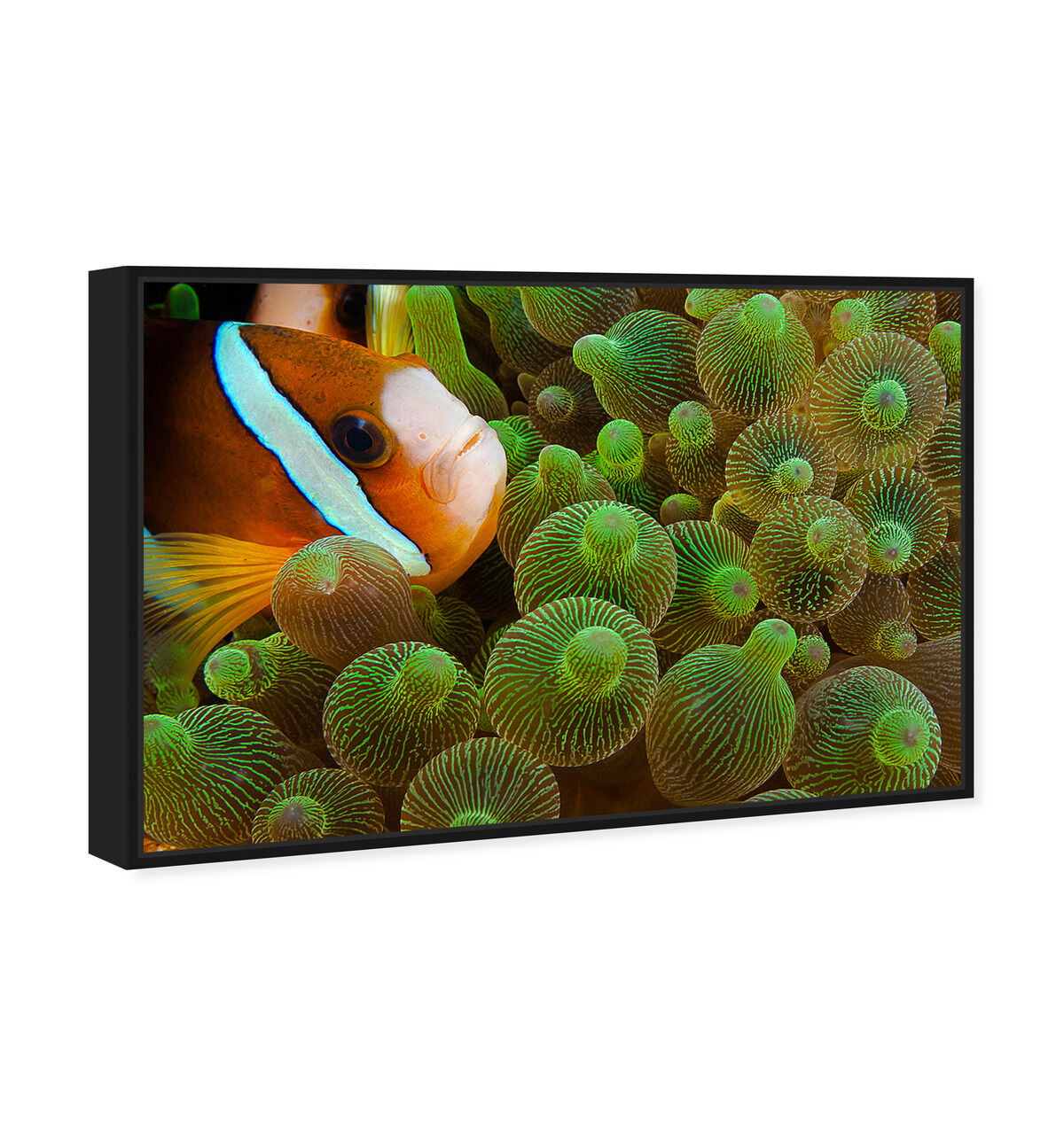 54x36/Framed Canvas/BFL