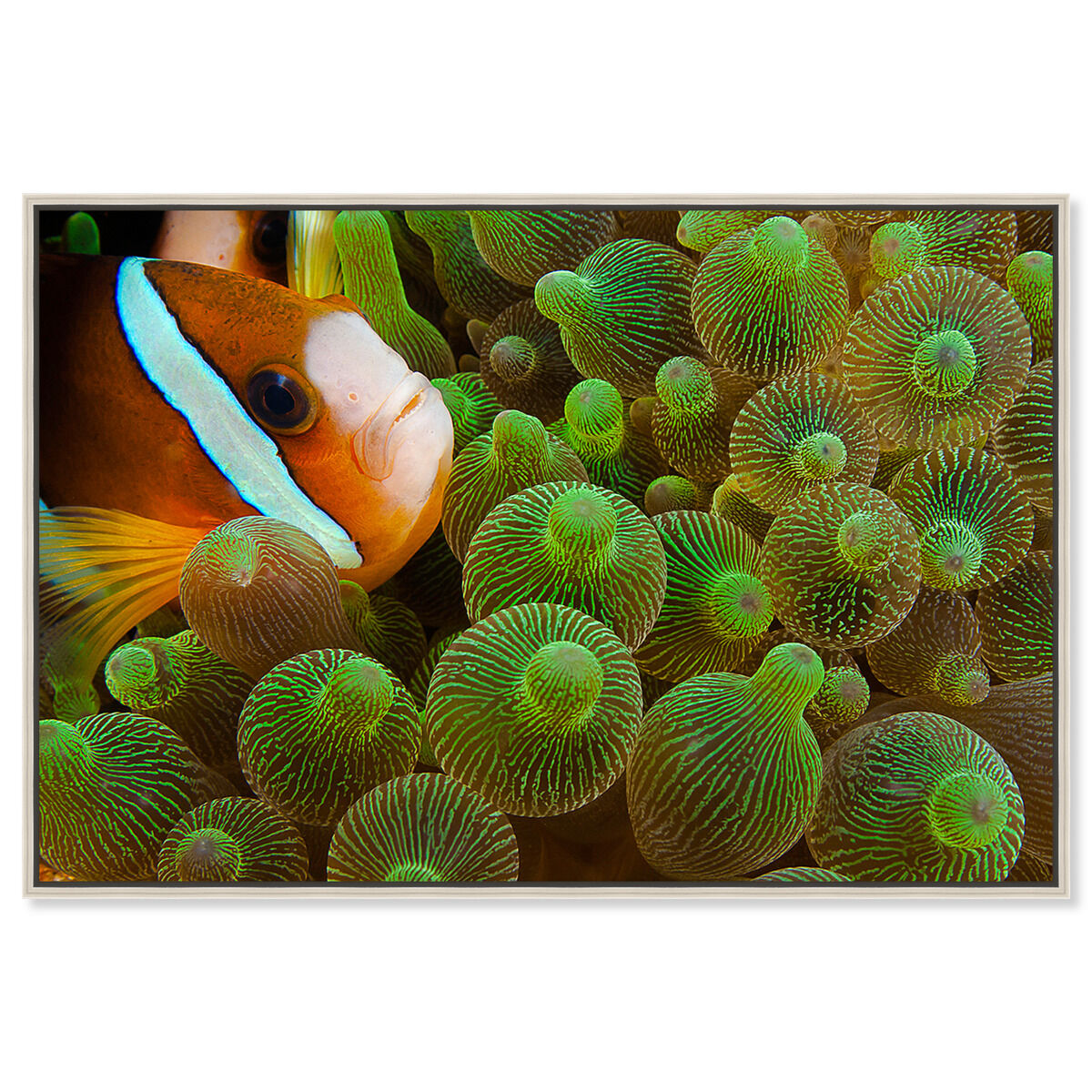 54x36/Framed Canvas/CFL