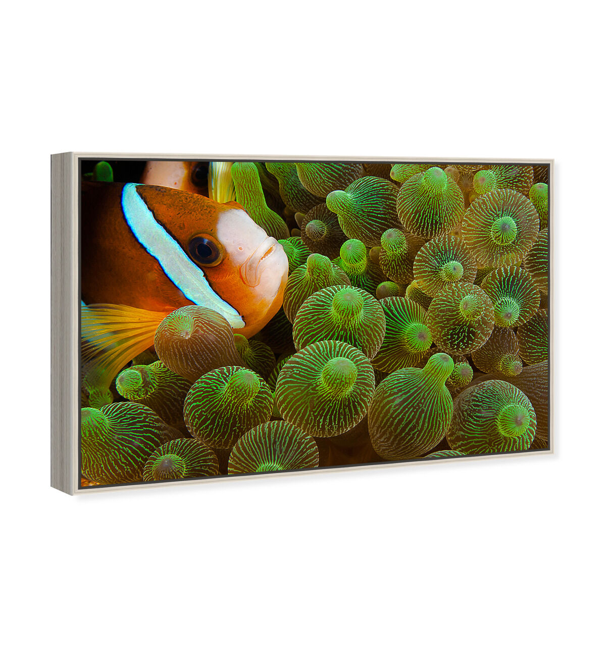 54x36/Framed Canvas/CFL