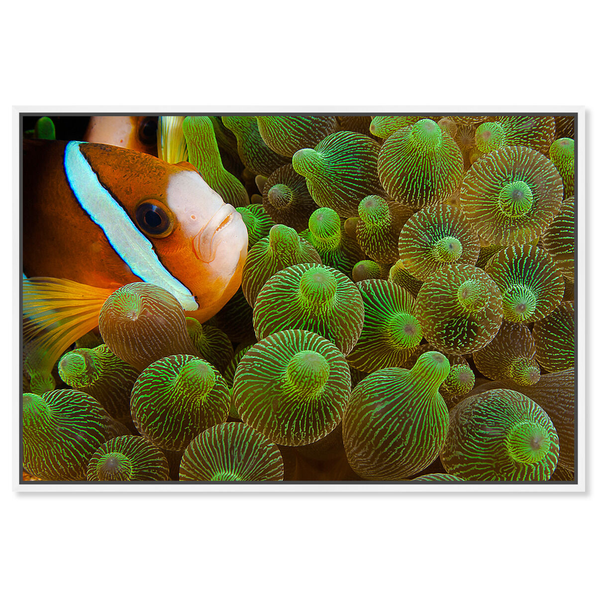 54x36/Framed Canvas/WFL