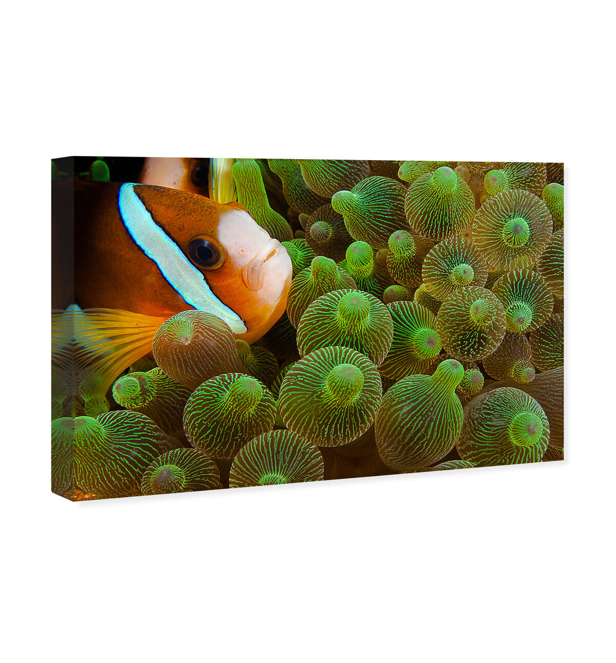 54x36/Canvas/XHD