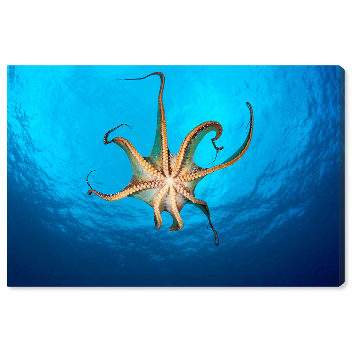 Day Octopus Underneath by David Fleetham | By Oliver Gal