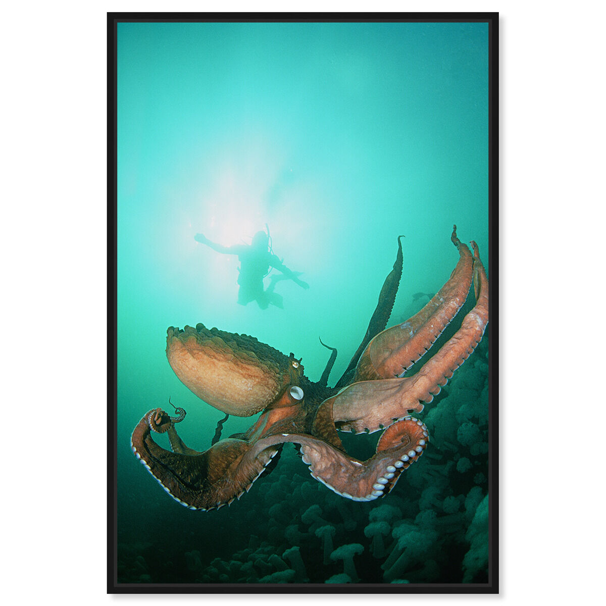 36x54/Framed Canvas/BFL