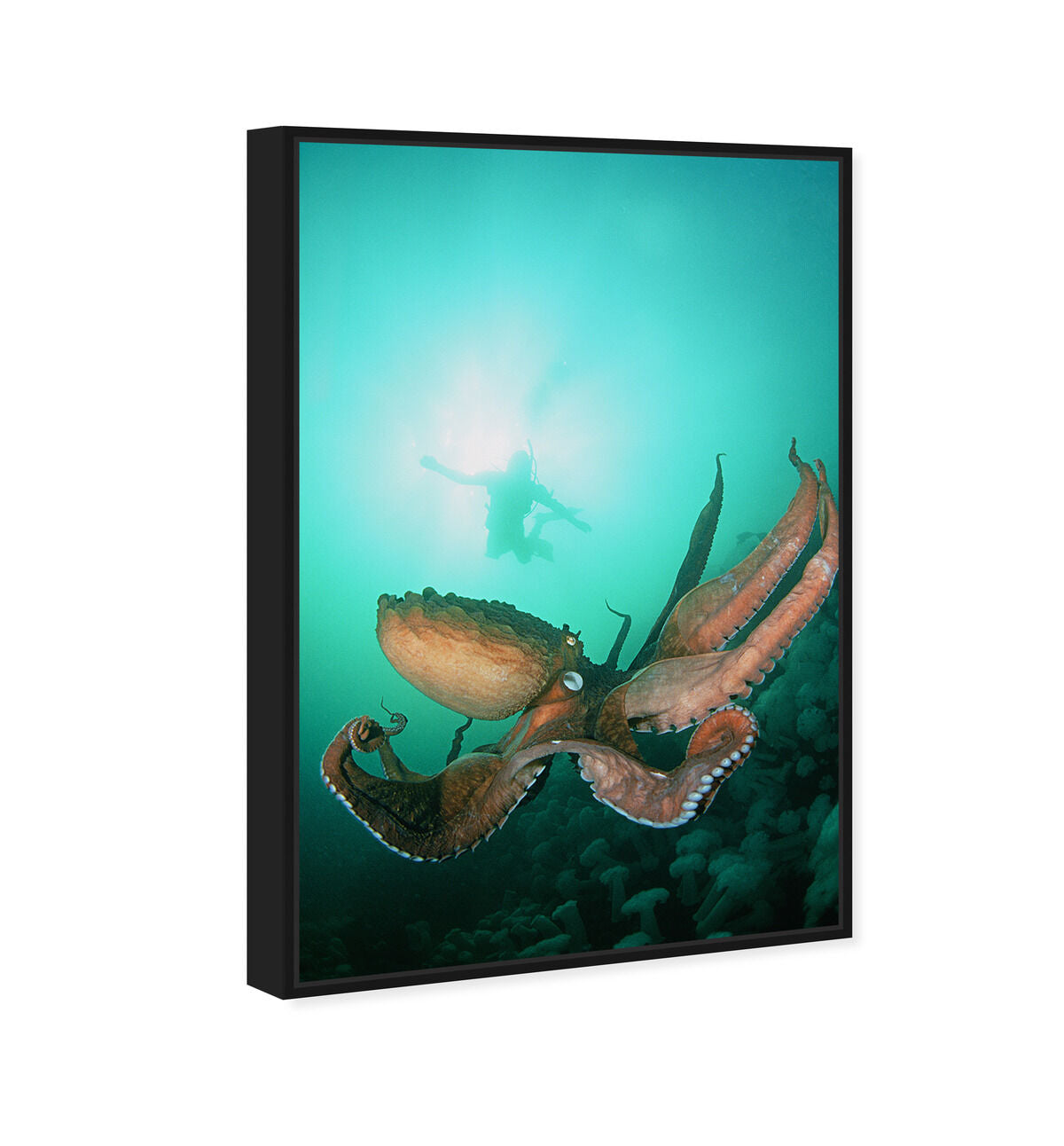 36x54/Framed Canvas/BFL