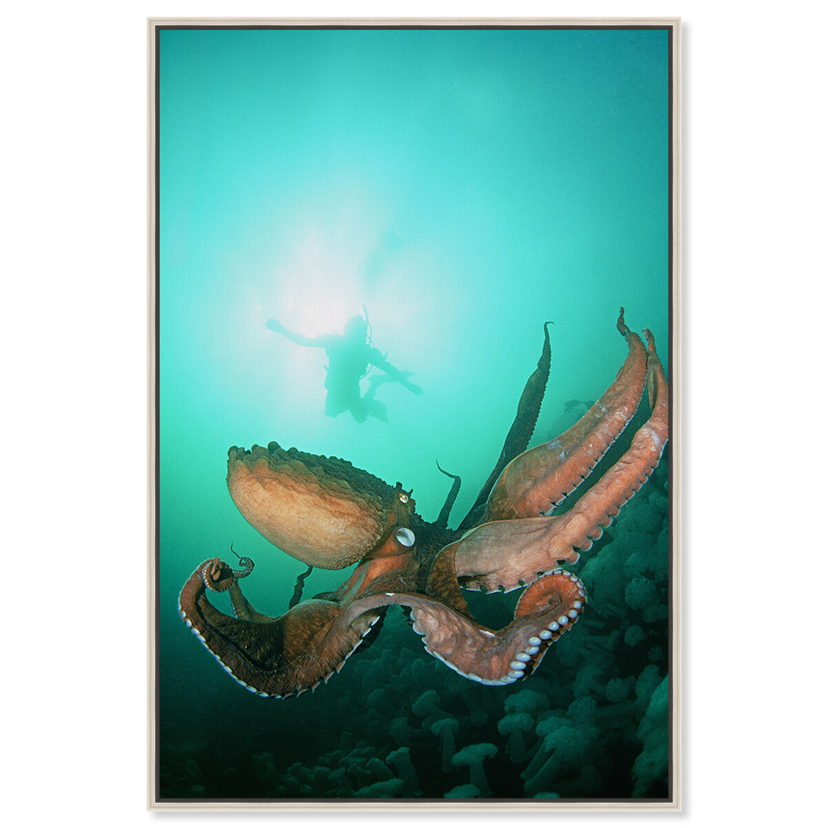36x54/Framed Canvas/CFL