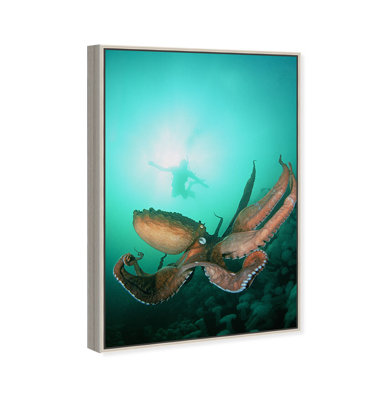 36x54/Framed Canvas/CFL