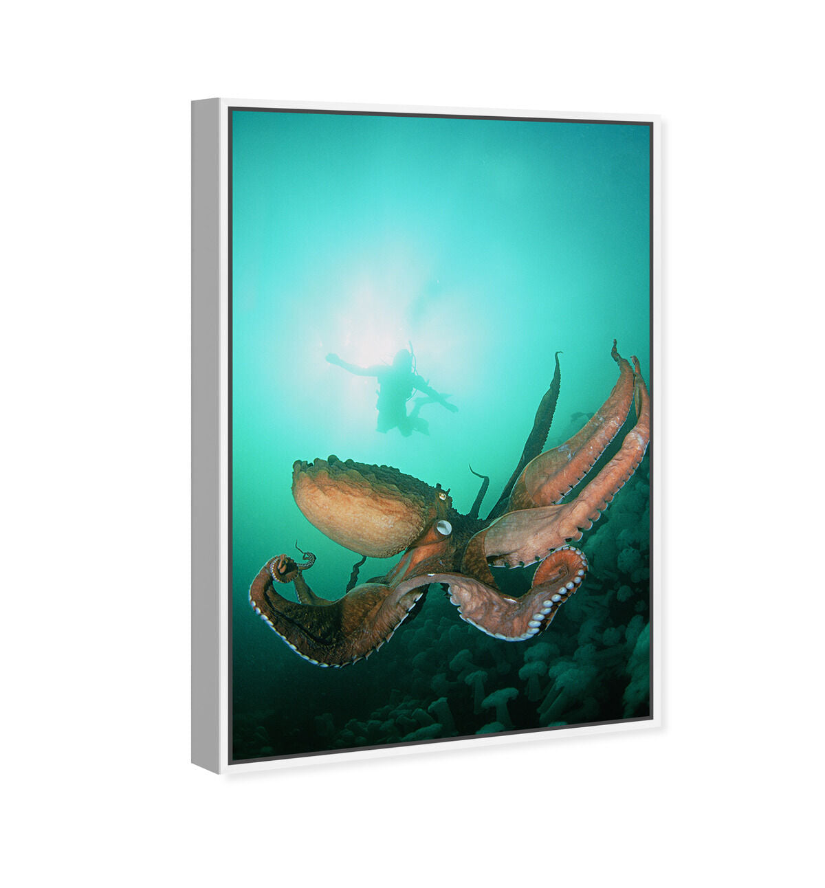 36x54/Framed Canvas/WFL
