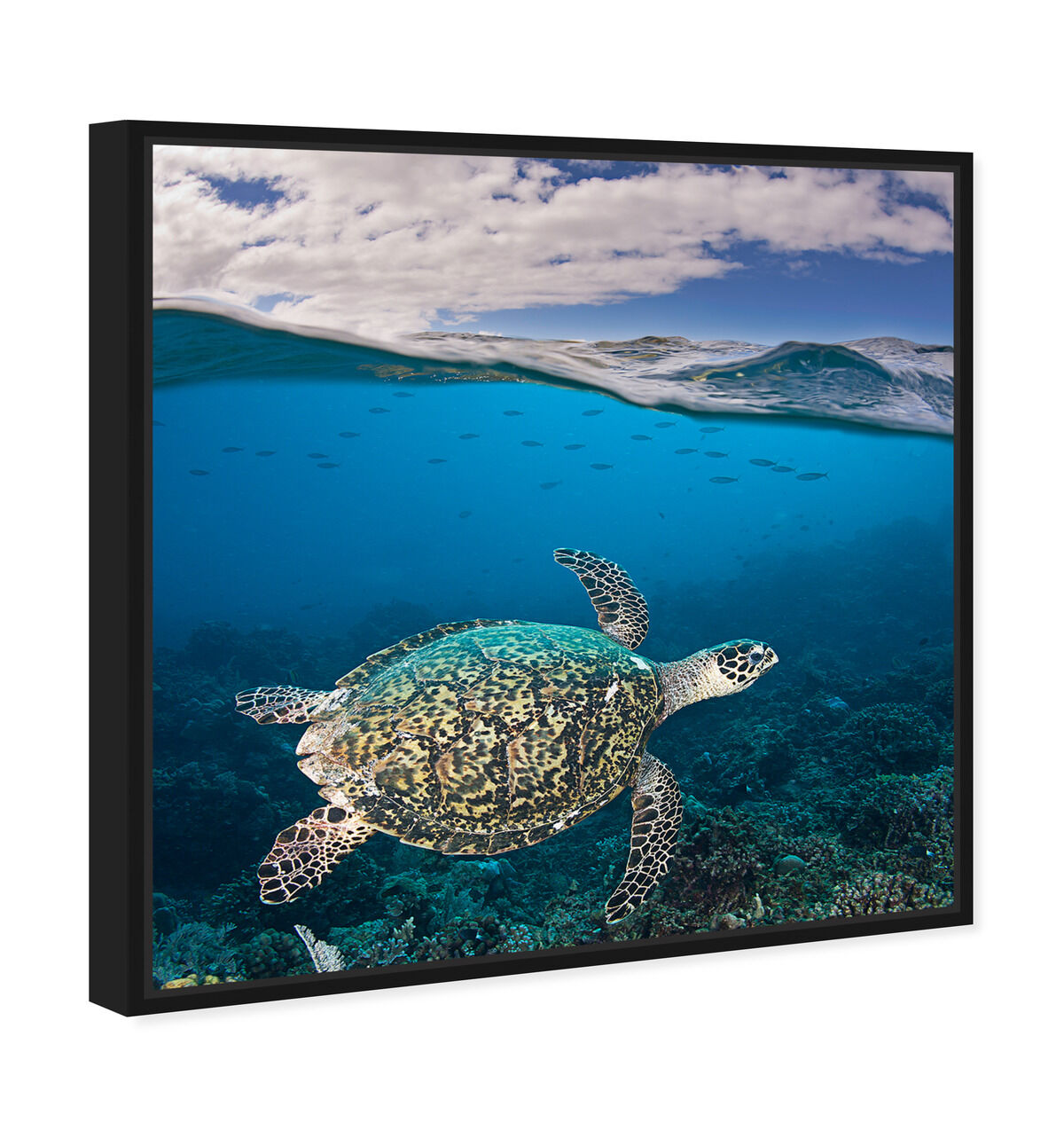 40x40/Framed Canvas/BFL