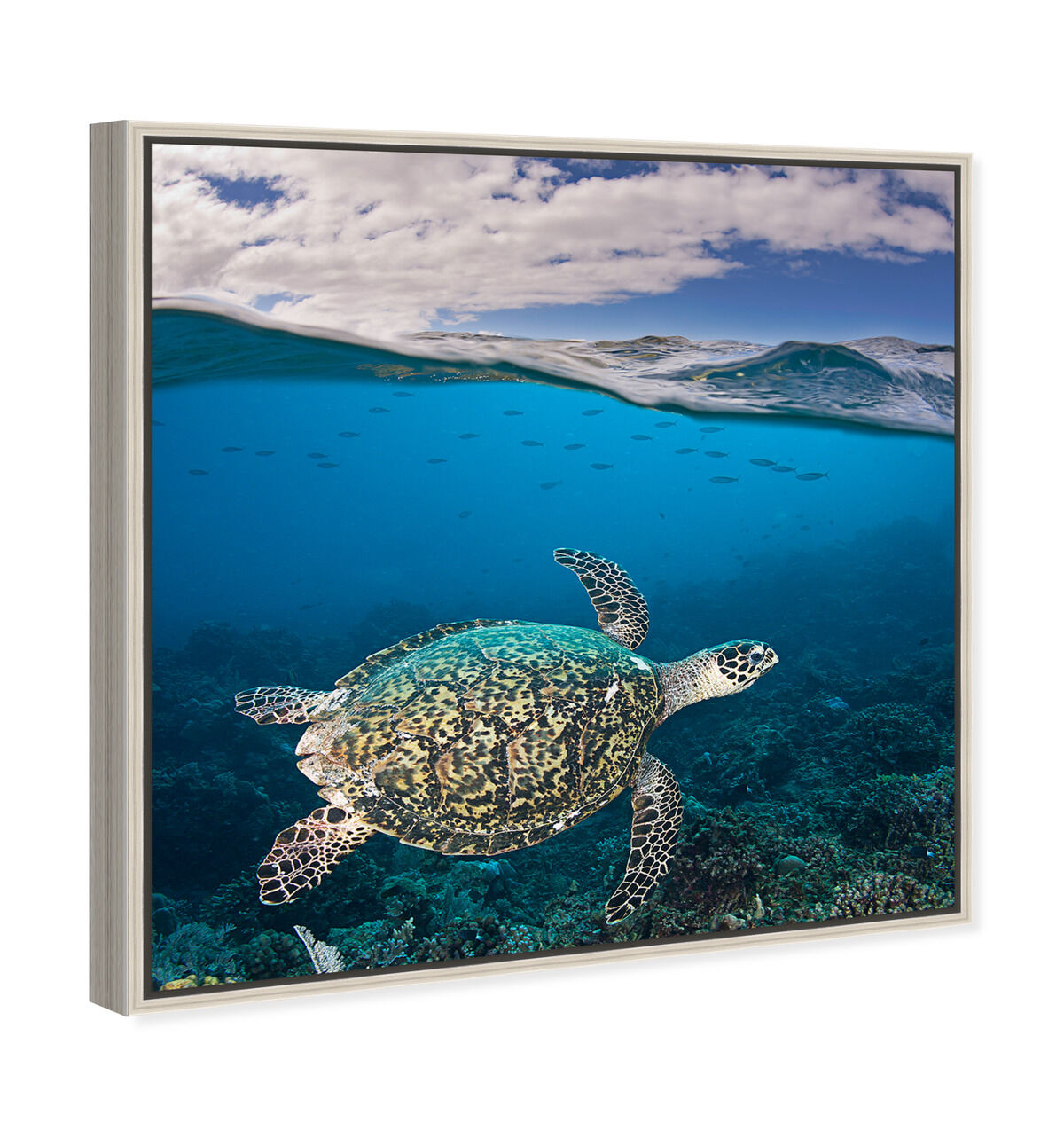 40x40/Framed Canvas/CFL