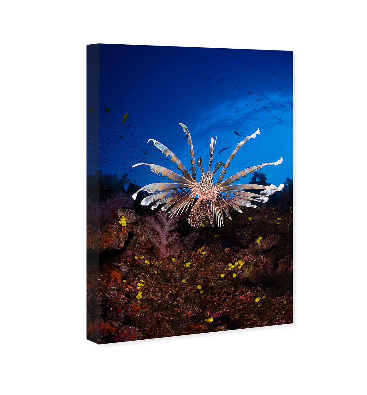 36x54/Canvas/XHD
