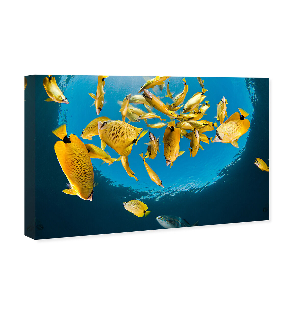 54x36/Canvas/XHD