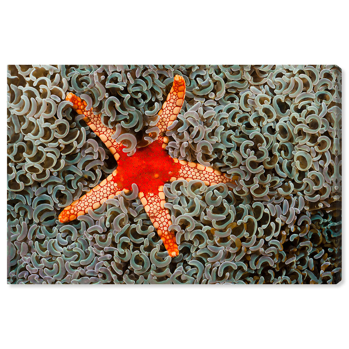 54x36/Canvas/XHD