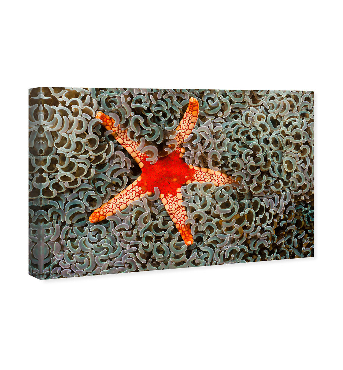 54x36/Canvas/XHD