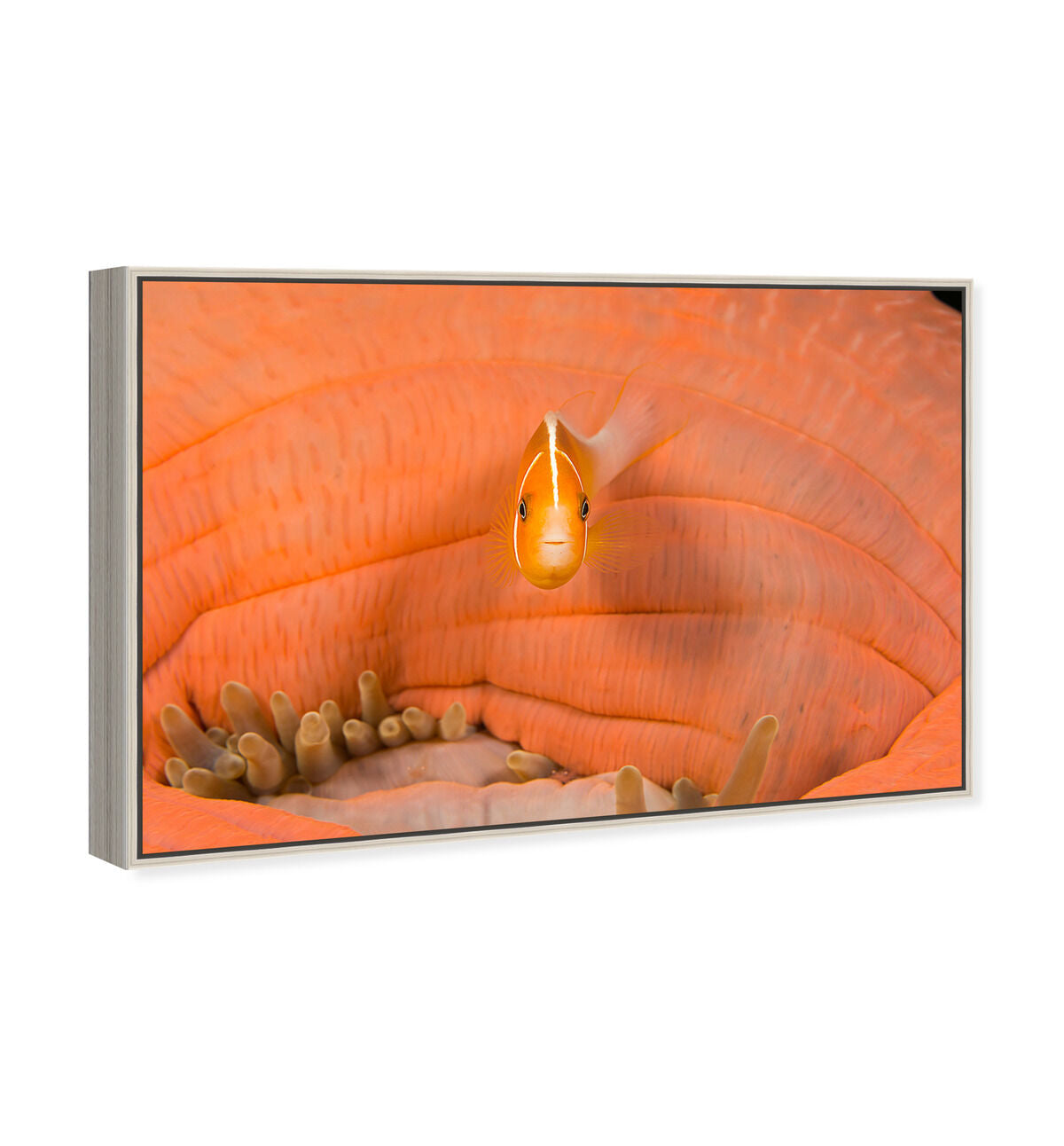 54x36/Framed Canvas/CFL