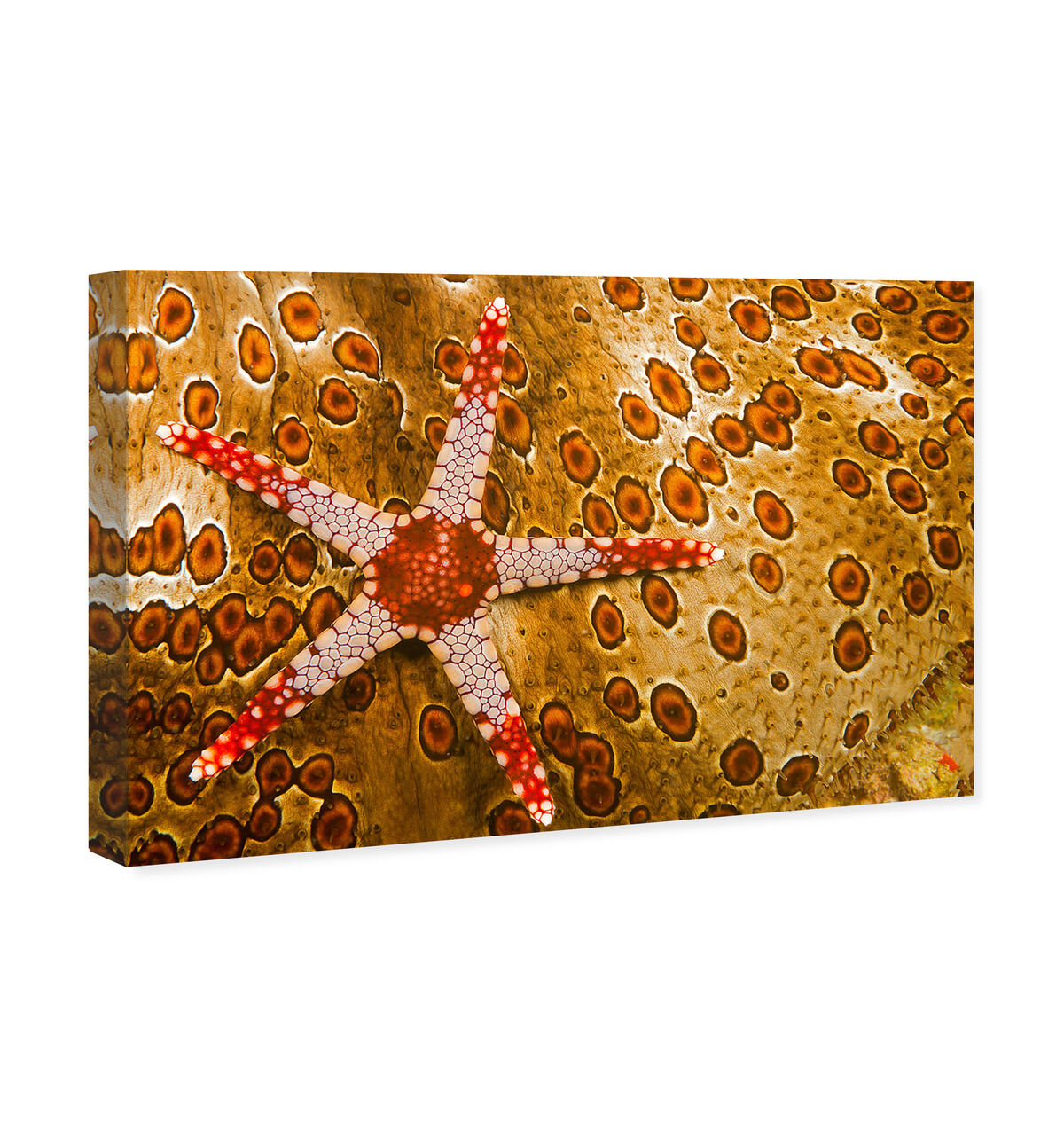 54x36/Canvas/XHD