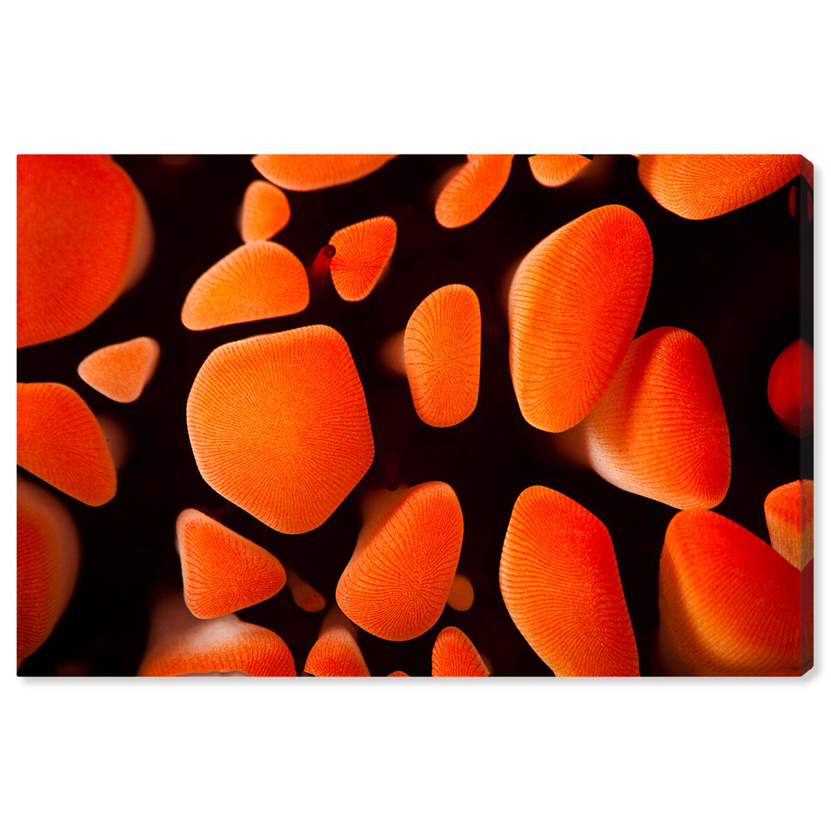 54x36/Canvas/XHD
