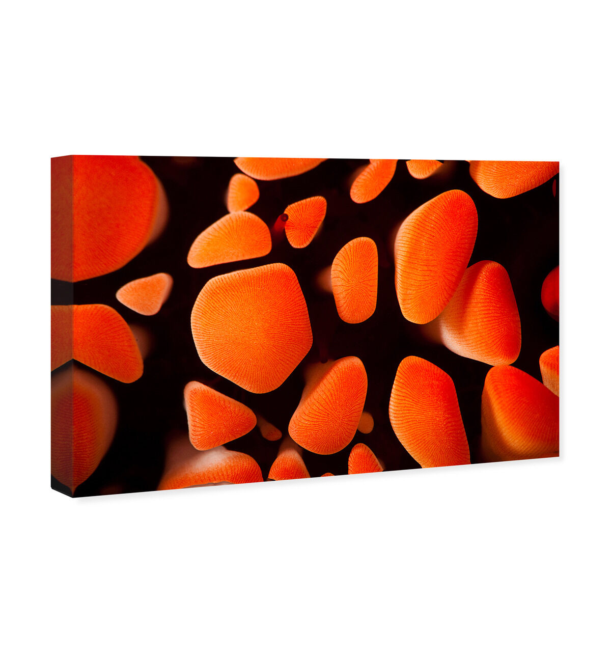 54x36/Canvas/XHD