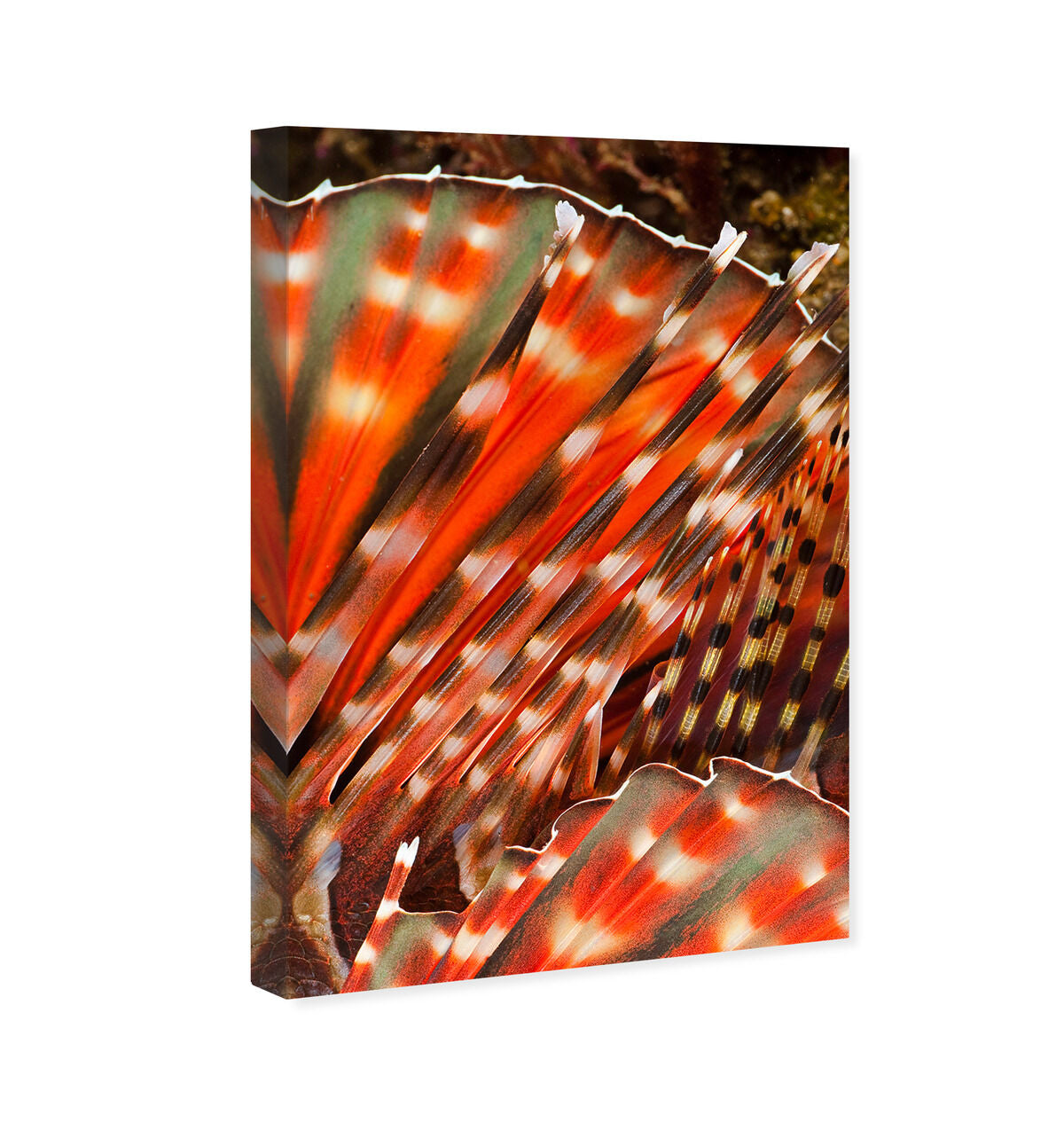 36x54/Canvas/XHD