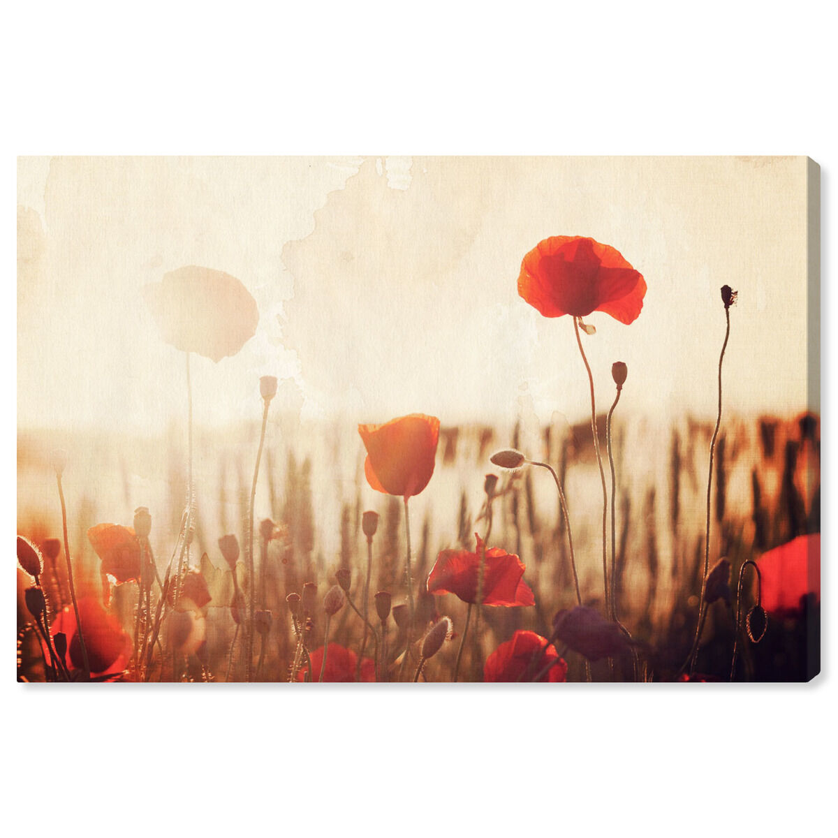 Oliver Gal アート Amazon.com: The Oliver Gal Artist Co. Abstract Wall Art Canvas