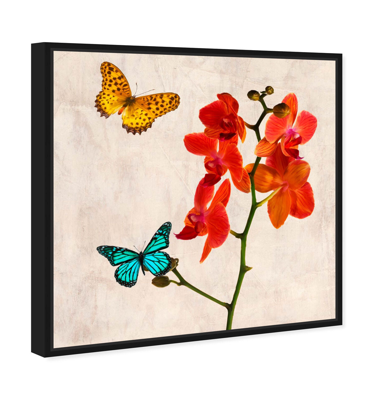 40x40/Framed Canvas/BFL