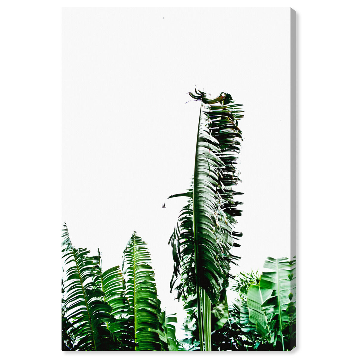 36x54/Canvas/XHD
