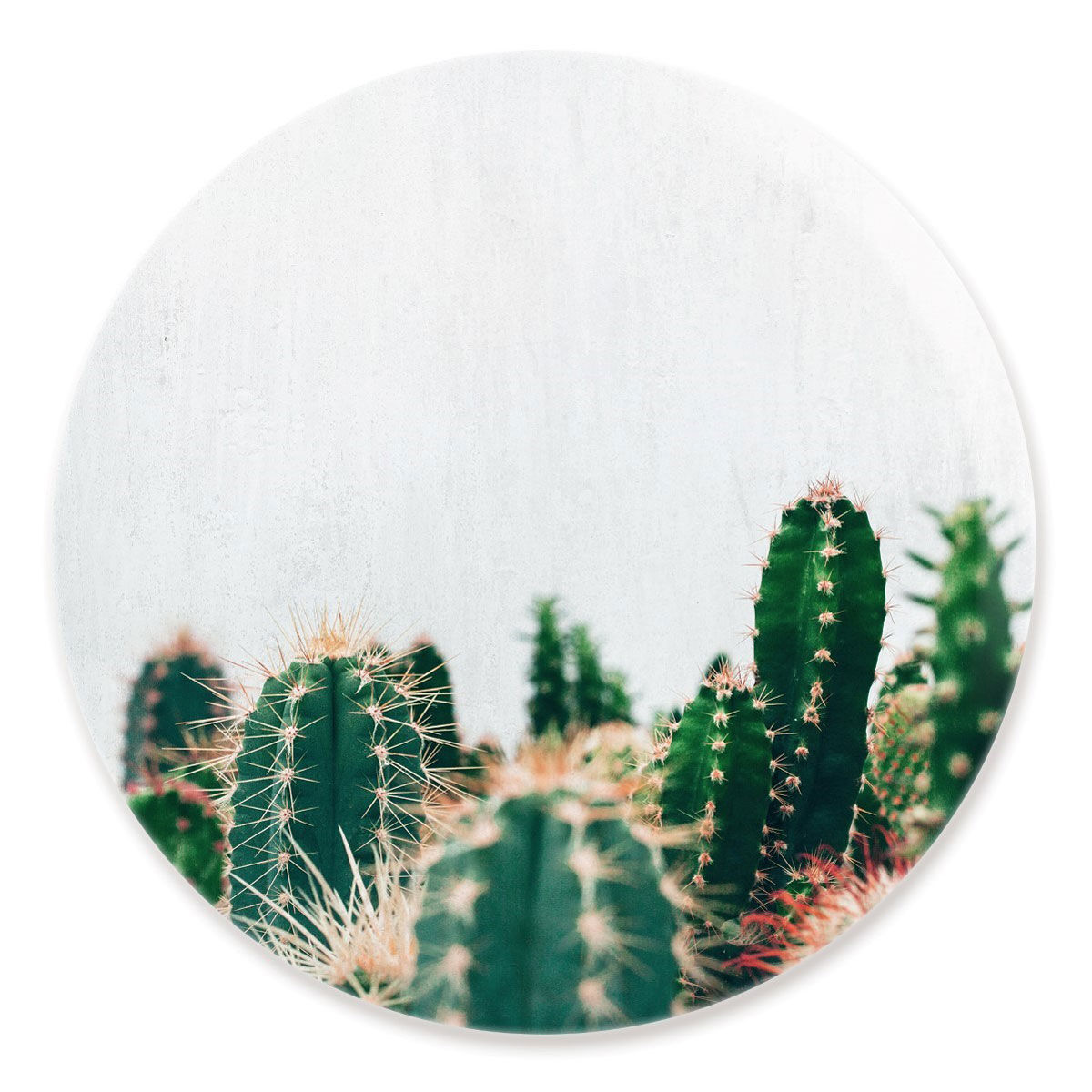 Cactus Family Circle