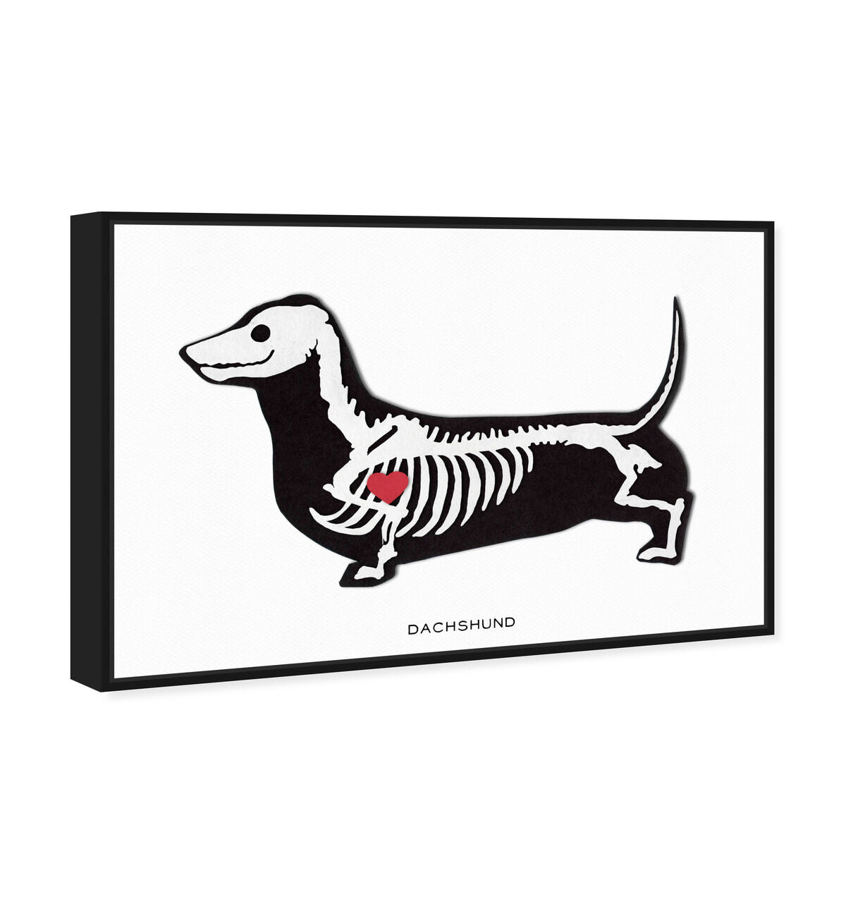 Dachshund Xray | Wall Art by Oliver Gal